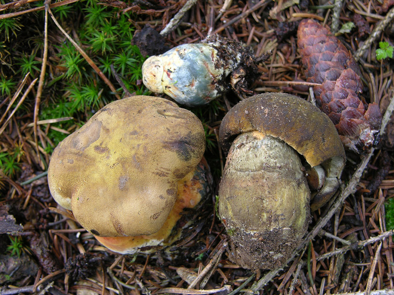 Eccoli i funghi.......